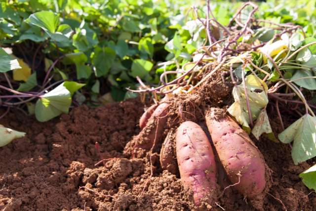 Why Sweet Potatoes Shine: Exploring the Benefits of this Nutrient-Rich Root Vegetable