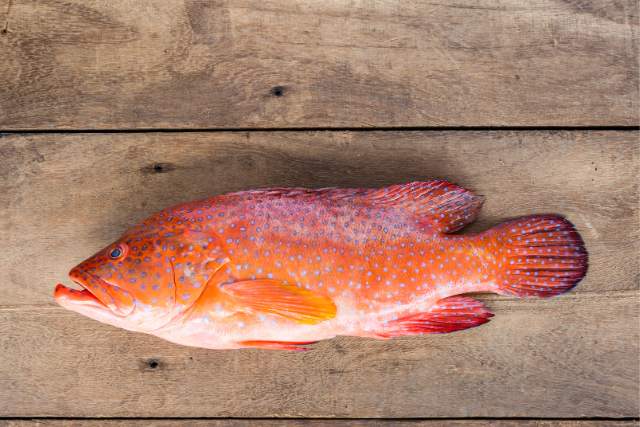 Red Grouper: Nutritional Benefits and Culinary Significance
