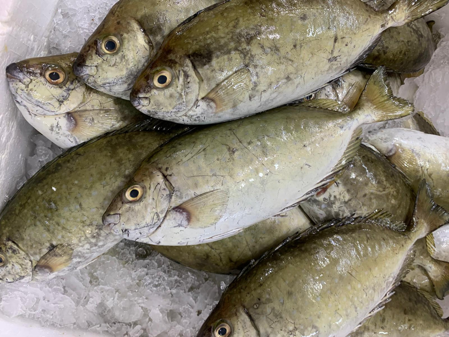 Rabbit Fish 拜年鱼 - 700g~800g