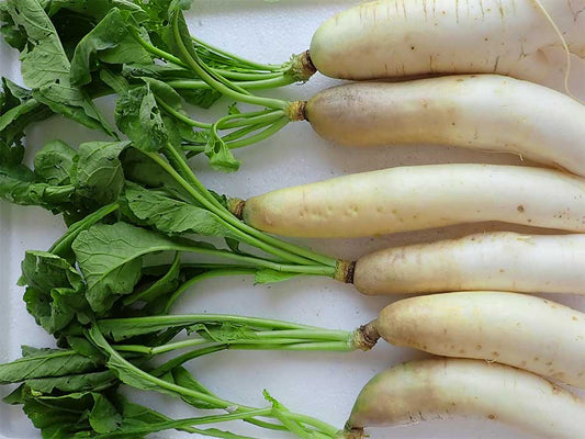 Local Baby Radish - Local Xiao Luo Bo 600g - SGWetMarket