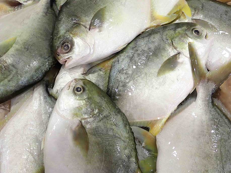 Silver Pomfret 500g - SGWetMarket