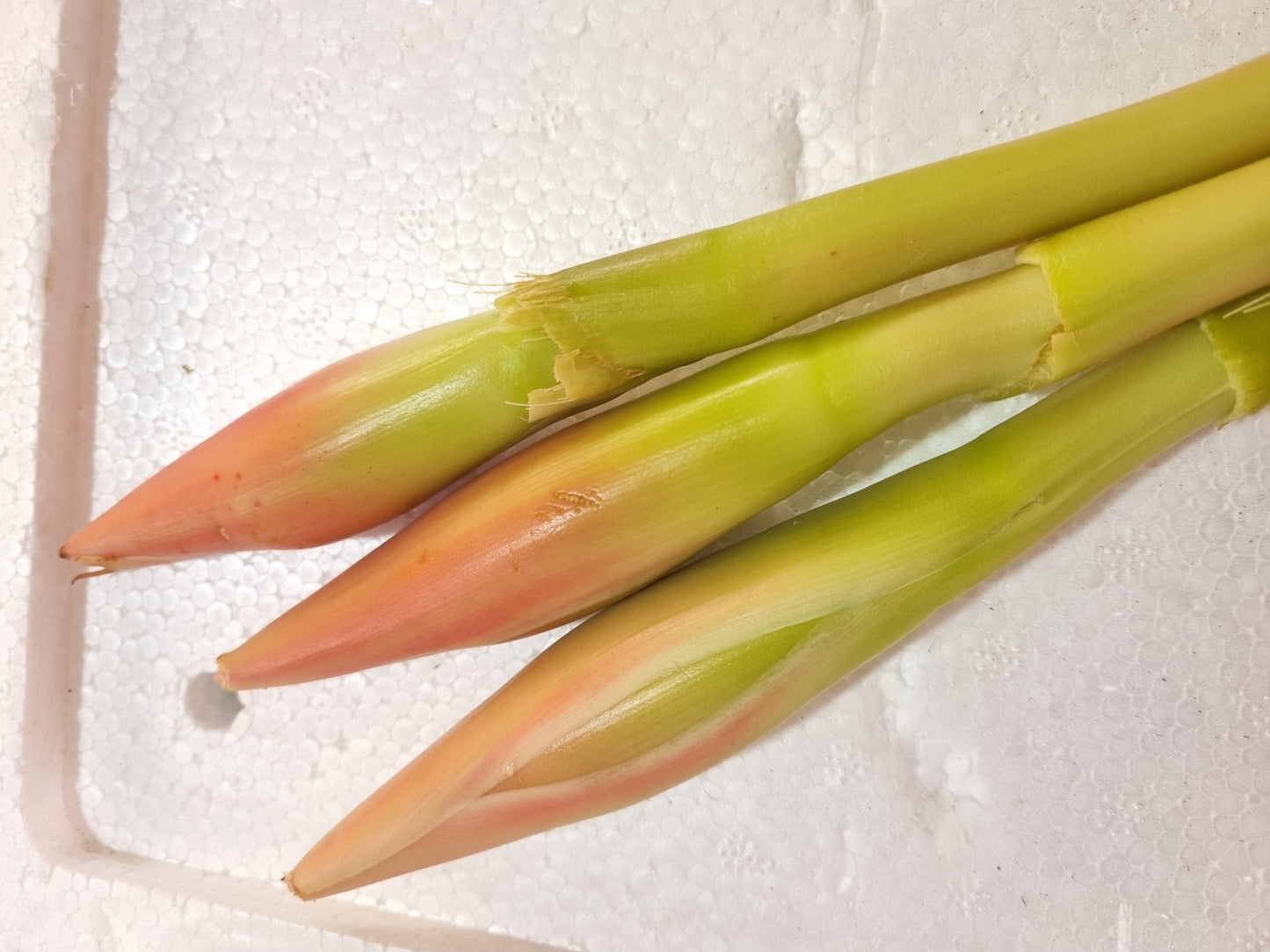 Ginger Flower 1pc (1根 stalk)