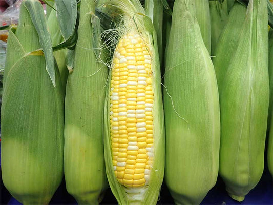 Double Color Sweet Corn - Zheng Zhu Yu Mi 2pcs - SGWetMarket