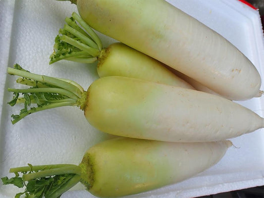Local White Radish 600g - SGWetMarket