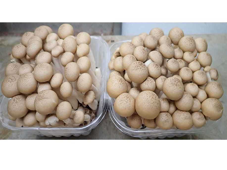 He Xi Gu 300g - SGWetMarket