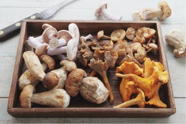 Vitamin D-Rich Mushrooms: A Natural Way to Boost Immune Function and Bone Health