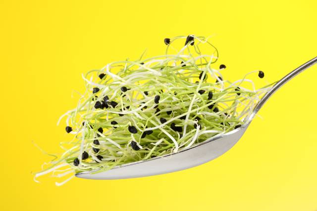 Nutrient-Packed Delight: Exploring the Health Benefits of Alfalfa Sprouts