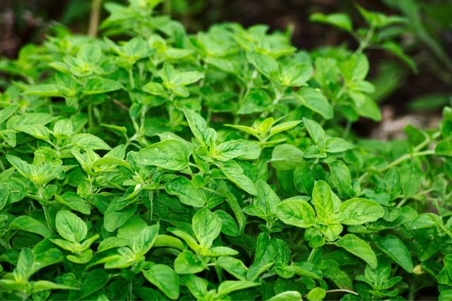 Unlocking the Health Benefits of Oregano: A Comprehensive Guide