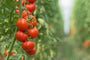 The Tomato Treasure: Exploring the Benefits of this Versatile and Tasty Vegetable