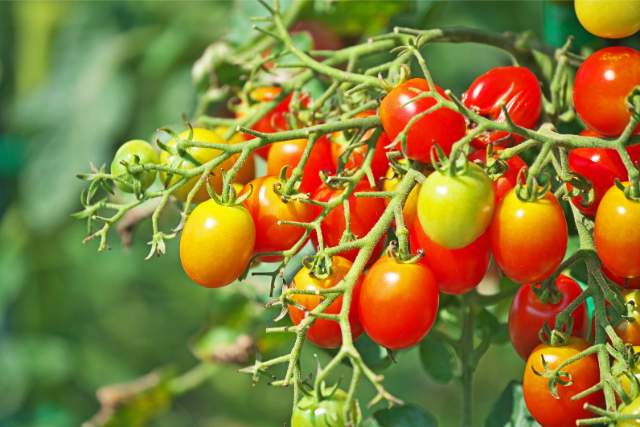 Health Benefits of Holland Cherry Tomatoes You Need to Know