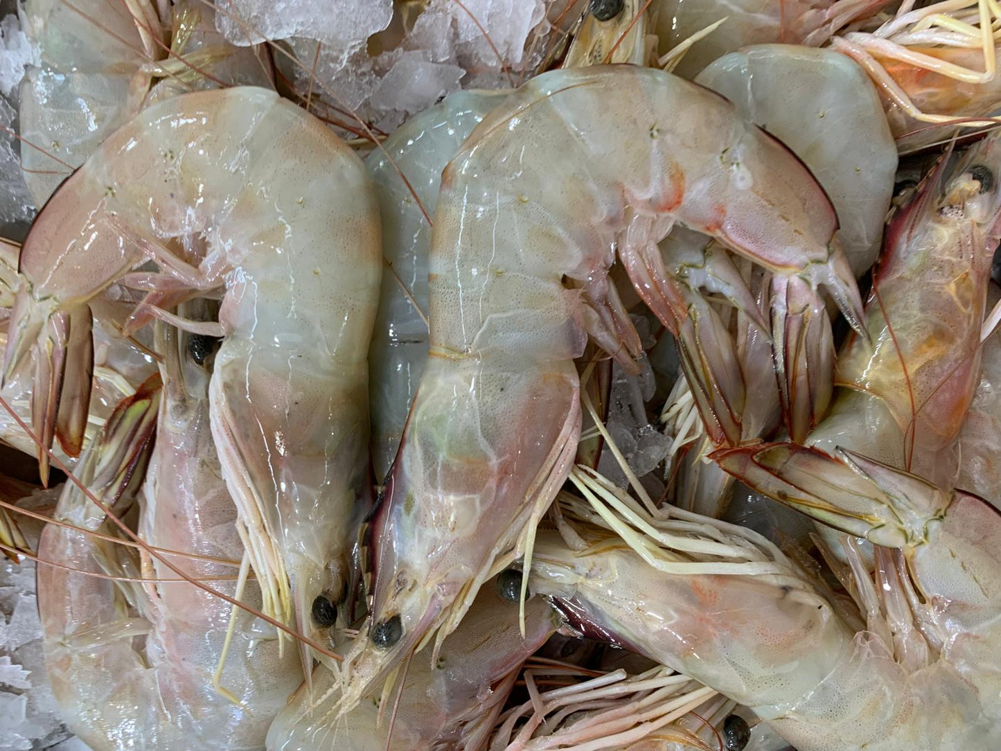 Sea Prawn 500g