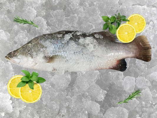 Seabass 500g