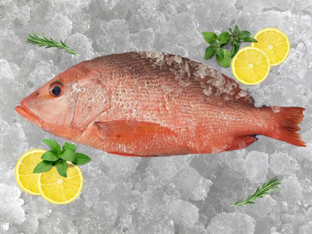 Big Red Snapper 900g~1.2kg