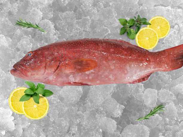 Small Red Grouper 600g~700g