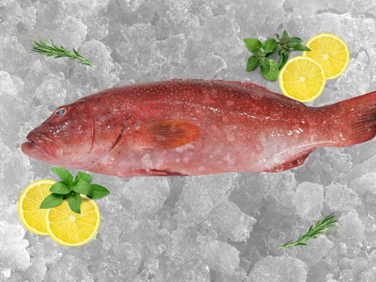 Small Red Grouper 600g~700g