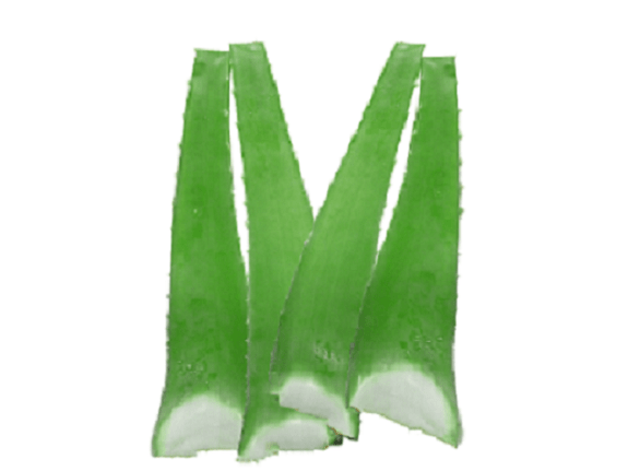 Aloe Vera 1kg - SGWetMarket