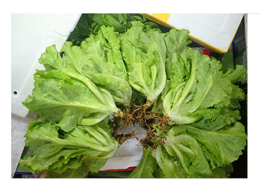 Chinese Lettuce - Local Shen Cai 400g - SGWetMarket