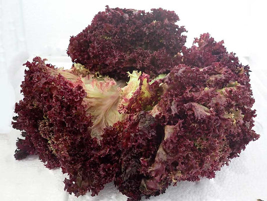 Red Curly Lettuce - Red Fei Xu 400g - SGWetMarket