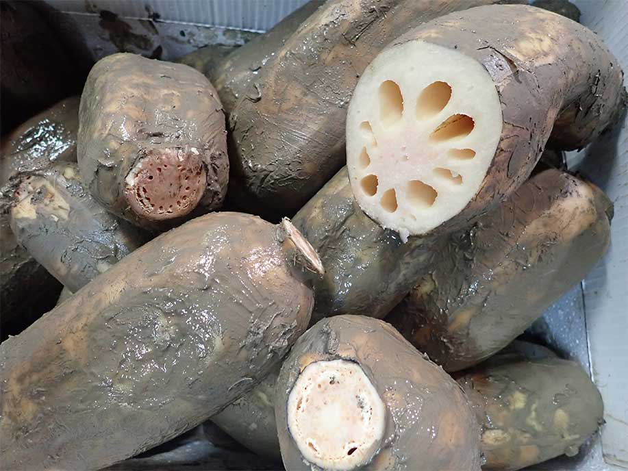 Lotus Root - Ye Sheng Lian Ou 800g - SGWetMarket