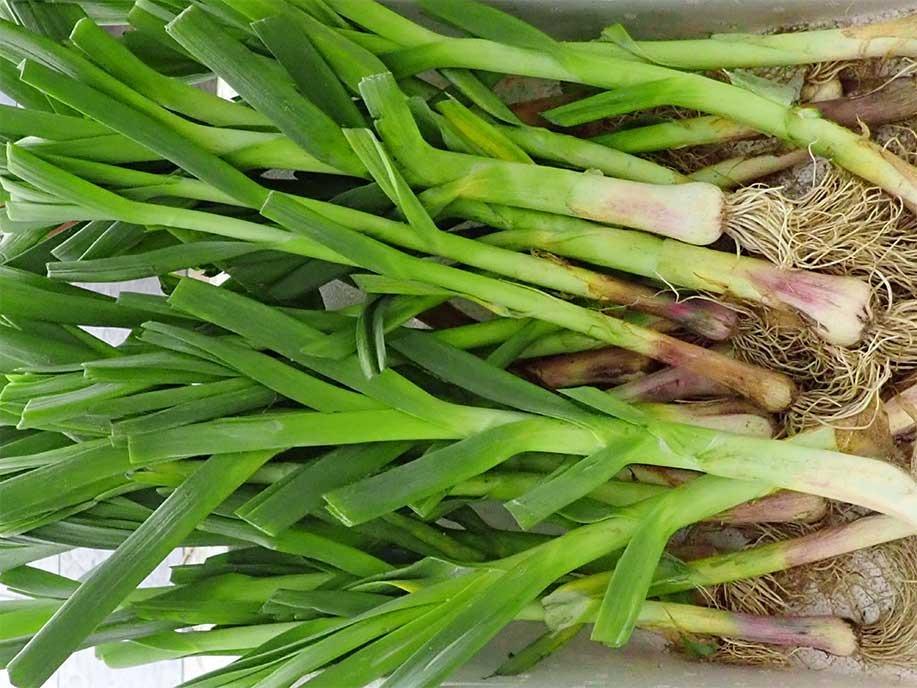 Chinese Red Leek 600g - SGWetMarket