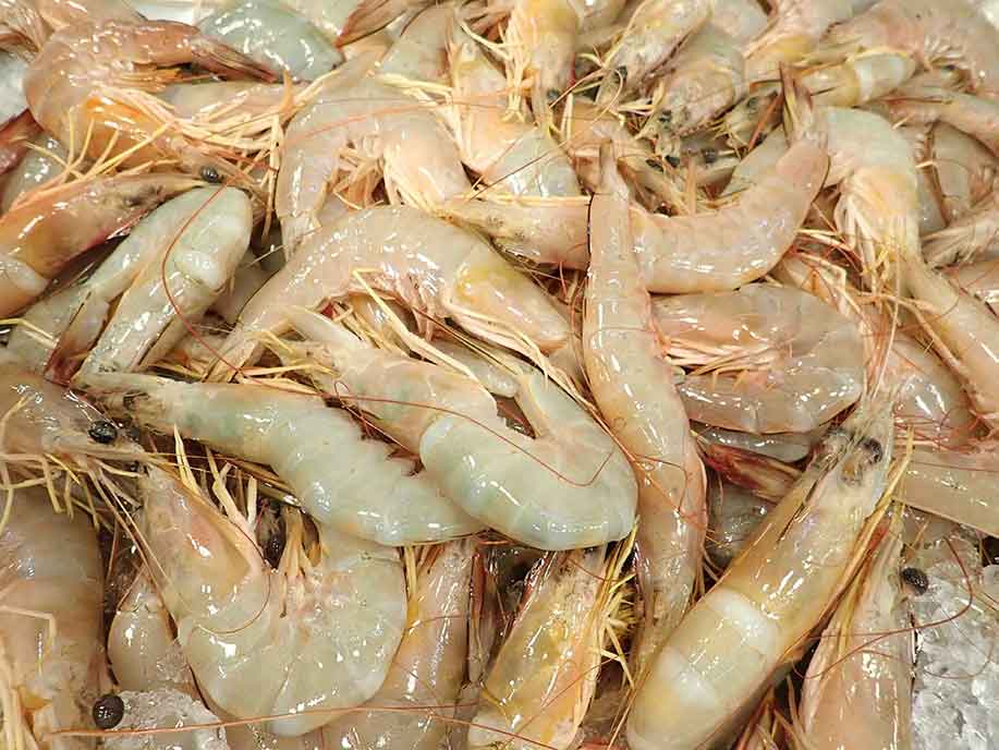 Sea Prawn 1kg - SGWetMarket