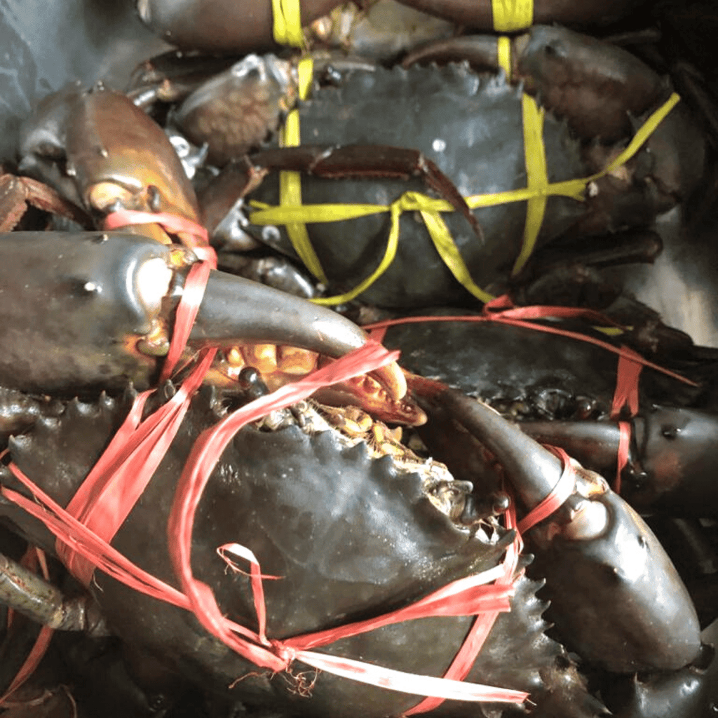 Mud Crab 螃蟹 - 3kg (400g to 500g per piece)